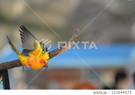飛翔するコガネメキシコインコのクローズアップ 121644573