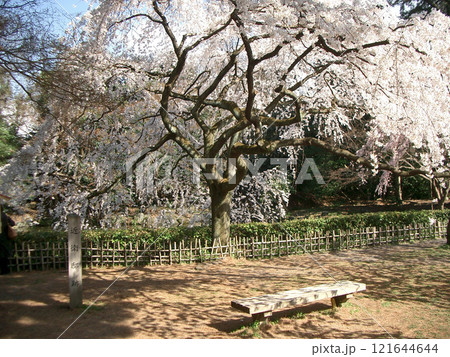 京都御苑の京都御所の近衛邸跡（京都市上京区） 121644644