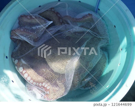 タコ釣り 121644699