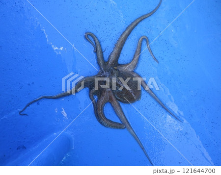 タコ釣り タコ釣り 121644700