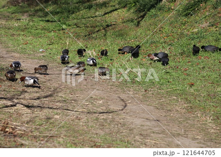 冬の野原で餌を食べるオオバンとヒドリガモの群れ 121644705