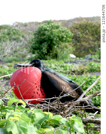 グンカンドリ 121644706