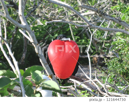 グンカンドリ 121644730