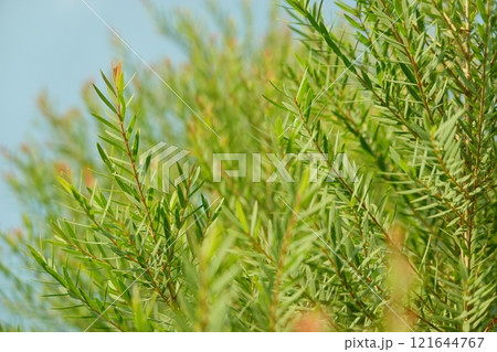 Melaleuca bracteata macro leaves small world Melaleuca bracteata macro leaves small world 121644767