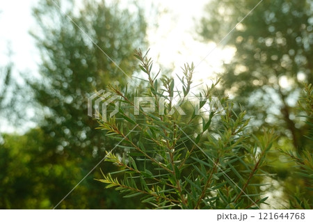 Melaleuca bracteata macro leaves small world 121644768