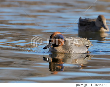 カモ目カモ科マガモ属　コガモ 121645168