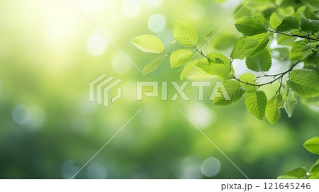 新緑の美しい季節の背景素材07 新緑の美しい季節の背景素材07 121645246