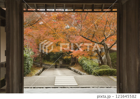最勝院高徳庵の本堂から望む紅葉が美しい参道4 最勝院高徳庵の本堂から望む紅葉が美しい参道4 121645582