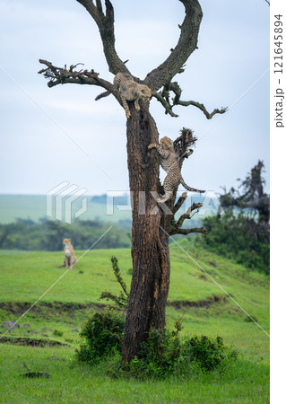 Two cheetah cubs climb tree near mother Two cheetah cubs climb tree near mother 121645894