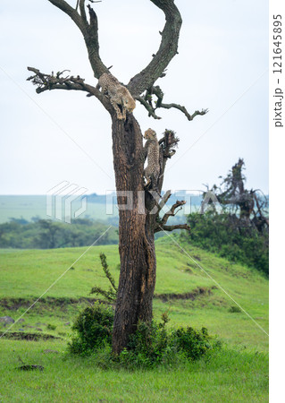 Two cheetah cubs climb tree on savanna Two cheetah cubs climb tree on savanna 121645895