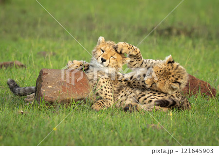 Two cheetah cubs lie playing by rock Two cheetah cubs lie playing by rock 121645903