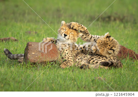 Two cheetah cubs lie playing by rocks Two cheetah cubs lie playing by rocks 121645904