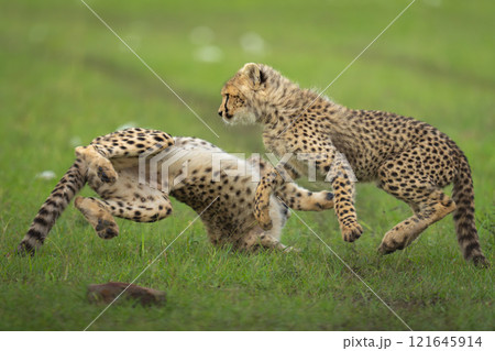 Two cheetah cubs play fight on grassland Two cheetah cubs play fight on grassland 121645914