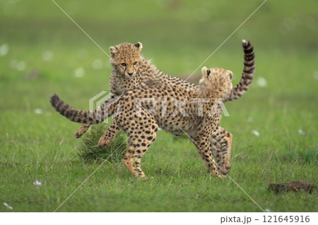 Two cheetah cubs play fighting on savannah 121645916