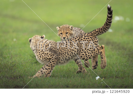 Two cheetah cubs playing on short grass 121645920