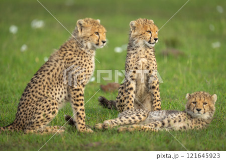 Two cheetah cubs sit by another lying 121645923
