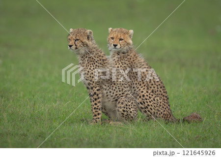 Two cheetah cubs sit side-by-side on grass Two cheetah cubs sit side-by-side on grass 121645926