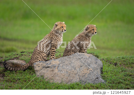 Two cheetah cubs sit together behind rock Two cheetah cubs sit together behind rock 121645927
