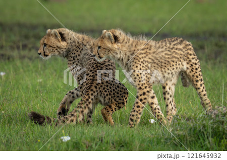 Two cheetah cubs stand turning to stare Two cheetah cubs stand turning to stare 121645932