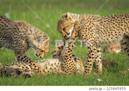 Two cheetah cubs stand wrestling with another Two cheetah cubs stand wrestling with another 121645933
