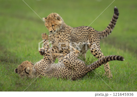 Two cheetah cubs wrestle together on grassland Two cheetah cubs wrestle together on grassland 121645936