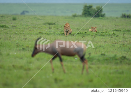 Two lionesses lie stalking topi in savannah 121645940