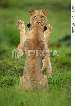 Two lionesses play pat-a-cake on hind legs 121645941