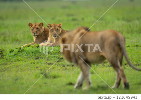 Two lionesses watch male lion approaching them 121645943