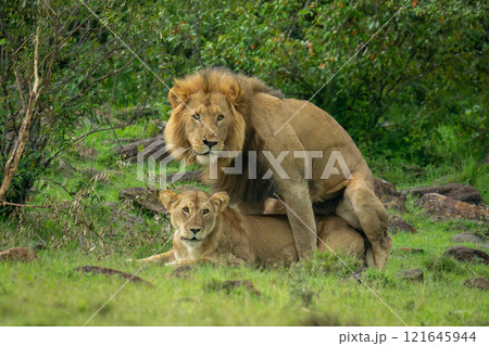Two lions mate on grass near bushes 121645944