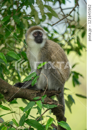 Vervet monkey sits on branch staring upwards Vervet monkey sits on branch staring upwards 121645962