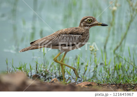 Water thick-knee lifts foot walking along riverbank Water thick-knee lifts foot walking along riverbank 121645967