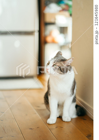 家の中でどこかを見ているハチワレ猫 121645980