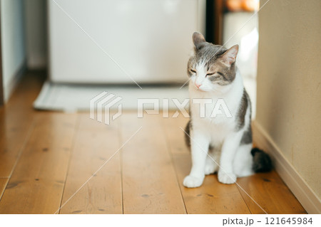 家の中で目を閉じて座っているハチワレ猫 家の中で目を閉じて座っているハチワレ猫 121645984