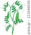 Fresh green peas stem with ripe pods illustration 121646036