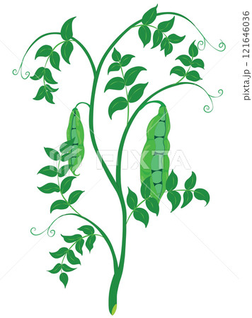 Fresh green peas stem with ripe pods illustration 121646036