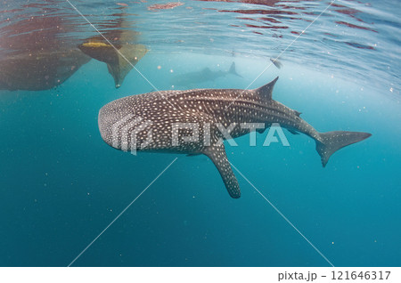 Whale shark underwater in deep blue ocean 121646317