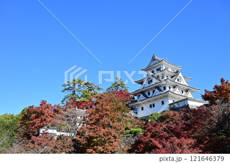 郡上八幡城の天守閣と松ノ丸隅櫓　紅葉の季節 121646379