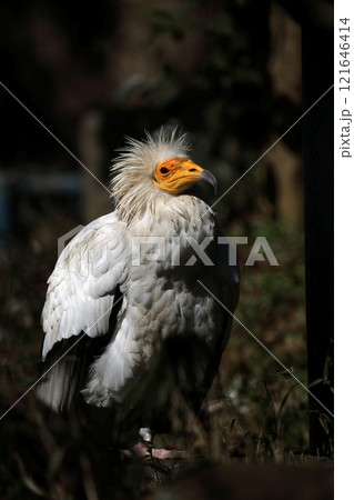 美しい横向きのエジプトハゲワシ 121646414