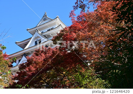紅葉の季節と郡上八幡城 紅葉の季節と郡上八幡城 121646420