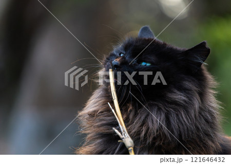 自然公園で青い瞳の黒い毛が長いもふもふの野良猫 自然公園で青い瞳の黒い毛が長いもふもふの野良猫 121646432