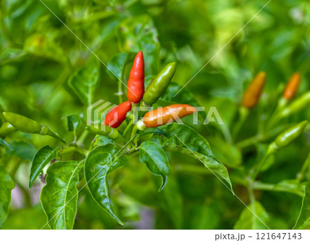 Ripe red and green chili peppers, a spicy ingredient for food, add a vibrant color to any garden Ripe red and green chili peppers, a spicy ingredient for food, add a vibrant color to any garden 121647143
