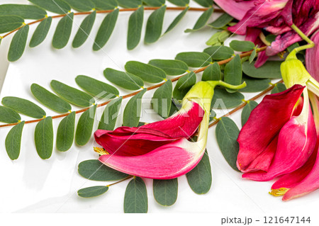 Red Sesbania flowers and leaves on a white background. Scientific name: Sesbania grandfloa (L) Pers. 121647144