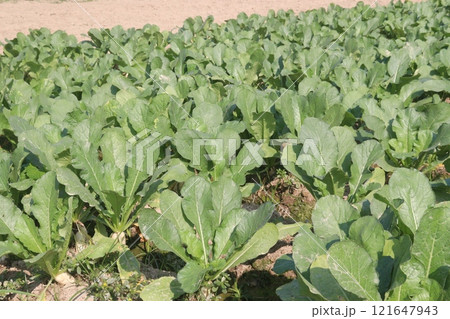 Radishes plant on farm for harvest 121647943