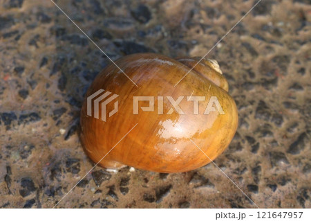 orange colored sea snail on beach 121647957