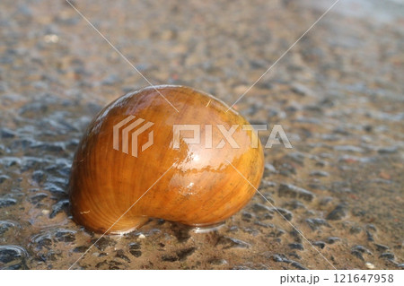 orange colored sea snail on beach 121647958