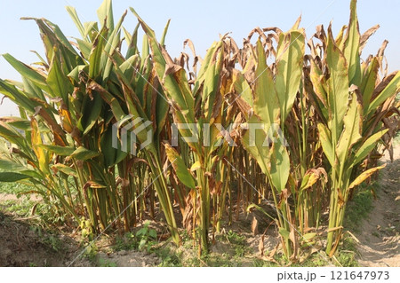 turmeric plant on farm are cash crops 121647973