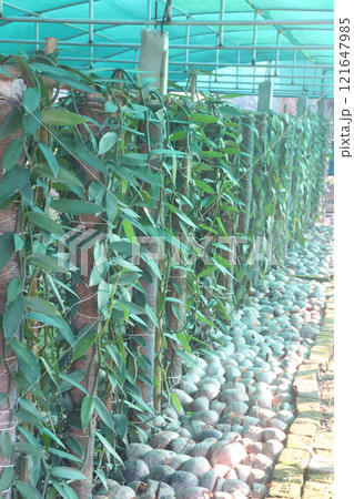 Vanilla orchid on farm for harvest 121647985