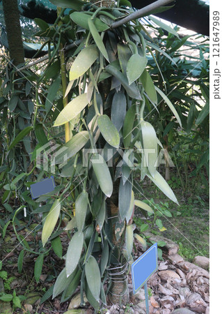 Vanilla orchid on farm for harvest 121647989