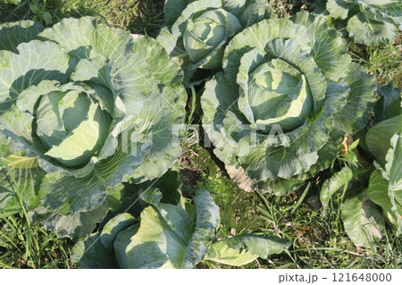 cabbage on farm for harvest are cash crops 121648000
