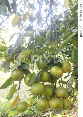 The Nanfengmiju fruit on tree in farm 121648134